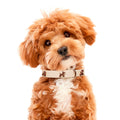 Collar  Ballon Beige | Collar Premium | SANDDOG
